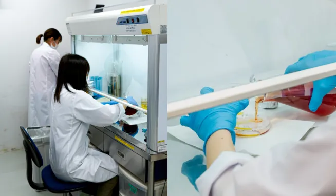 品質管理部で微生物検査と理化学検査を行う