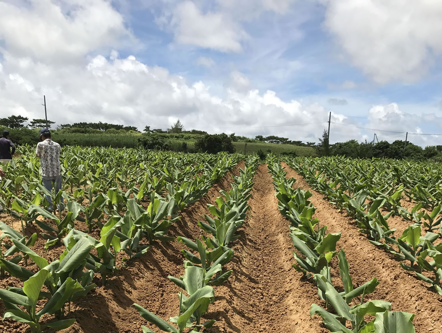 Turmeric (Ukon) cultivation